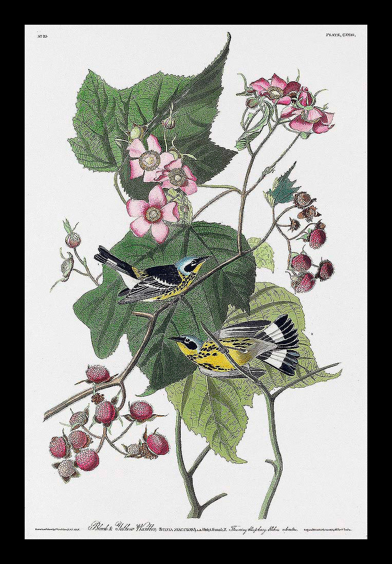 A framed print featuring birds among floral branches, representing the artwork 'Black & Yellow Warblers' by John J. Audubon.