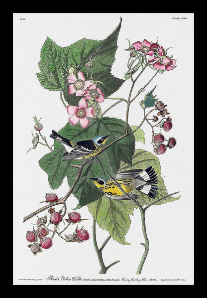 A framed print featuring birds among floral branches, representing the artwork 'Black & Yellow Warblers' by John J. Audubon.