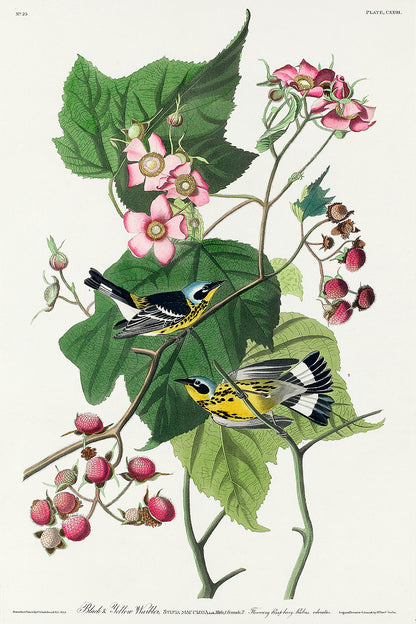 A framed print featuring birds among floral branches, representing the artwork 'Black & Yellow Warblers' by John J. Audubon.