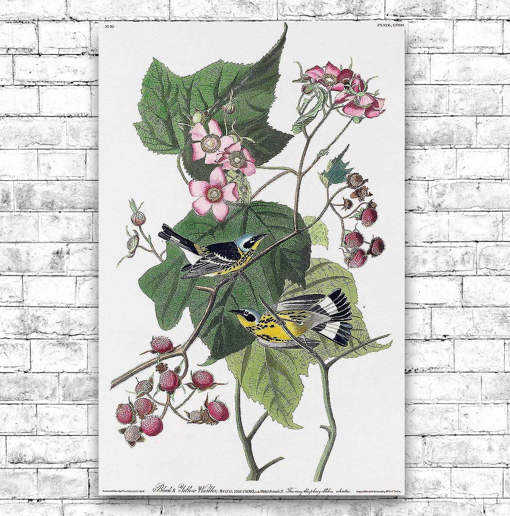 Black & Yellow Warblers by John J. Audubon