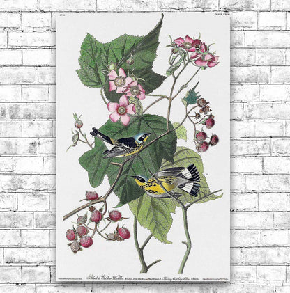 Black & Yellow Warblers by John J. Audubon