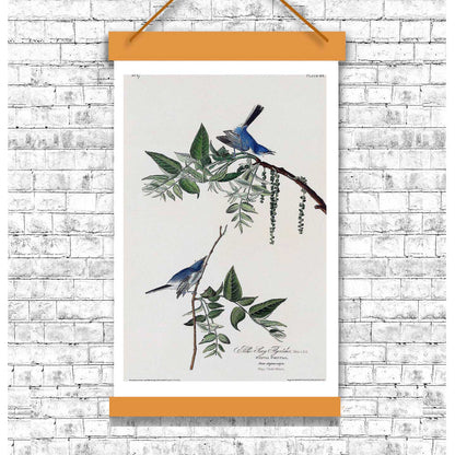 Blue-Grey Fly-catcher by John J. Audubon
