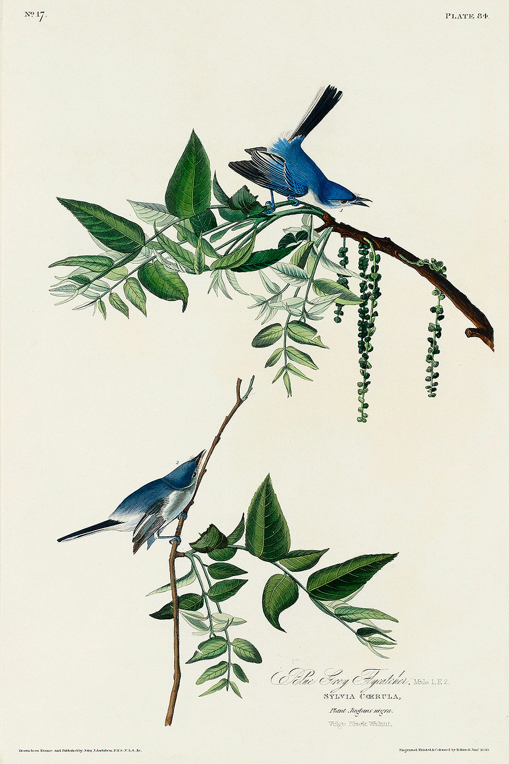 Illustration of two blue birds perched on branches with leaves and flowers.