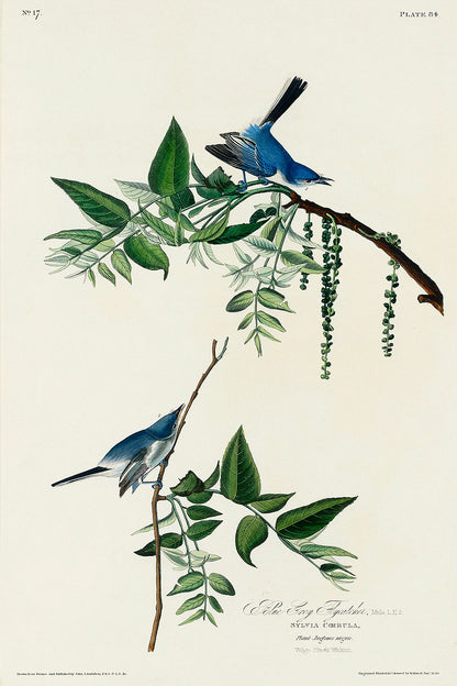 Illustration of two blue birds perched on branches with leaves and flowers.