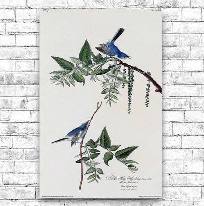 Blue-Grey Fly-catcher by John J. Audubon