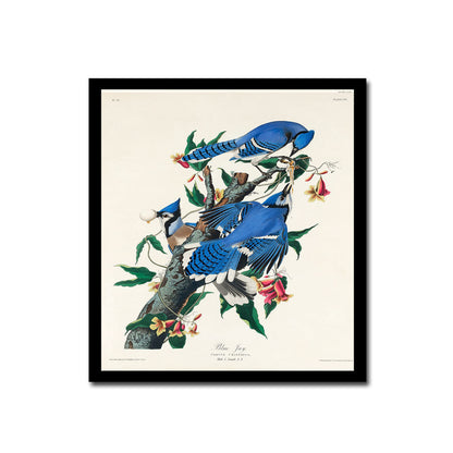 Blue Jay by John J. Audubon