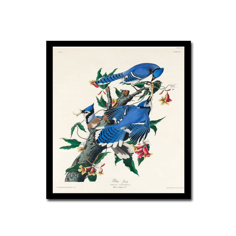 Boat-tailed Grackle by John J. Audubon