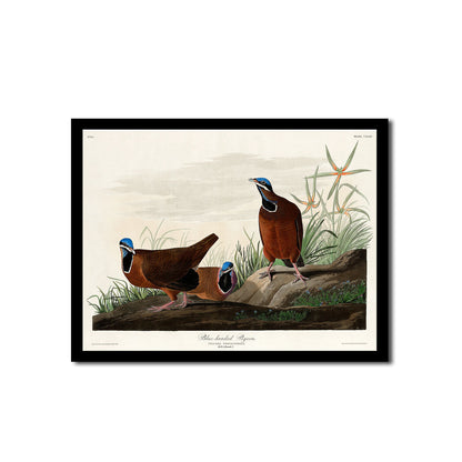 Blue-Winged Teal by John J. Audubon