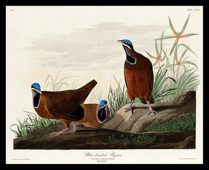Blue-headed Pigeon by John J. Audubon