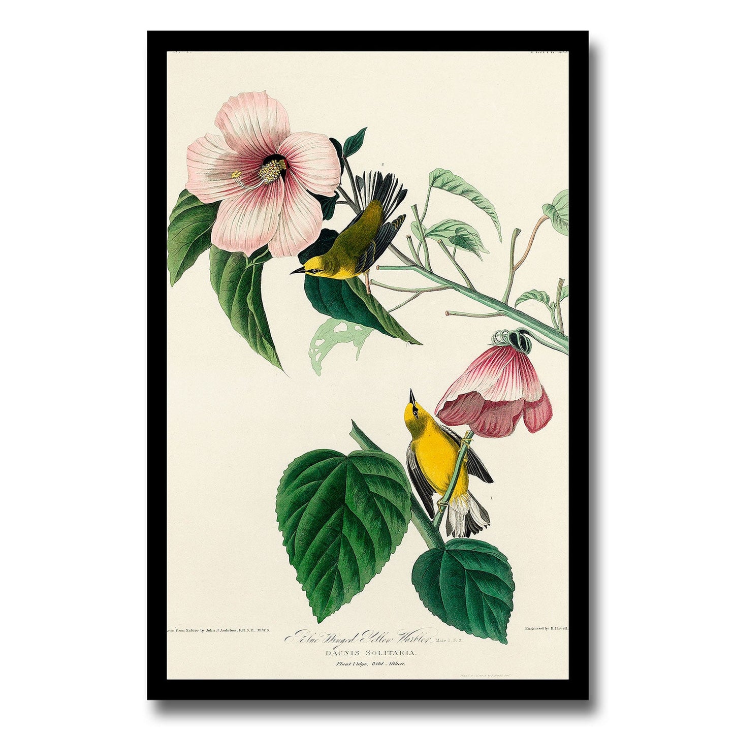 Blue-winged Yellow Warbler by John J. Audubon