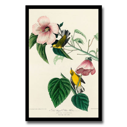 Blue-winged Yellow Warbler by John J. Audubon