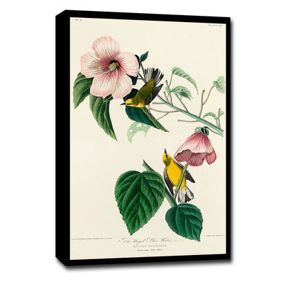 Blue-winged Yellow Warbler by John J. Audubon