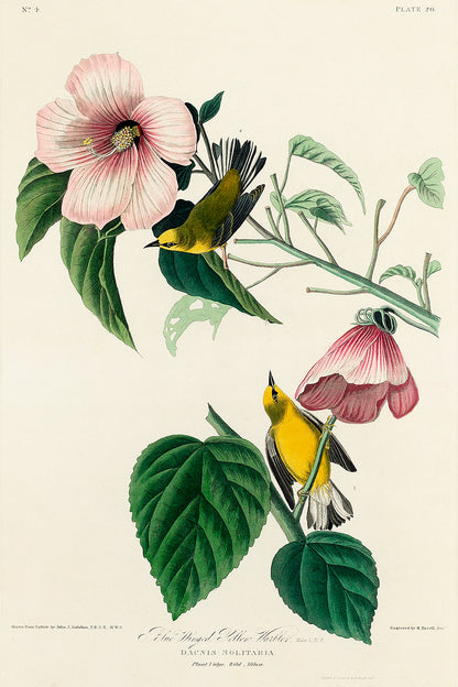 A framed print depicting a bird, specifically the Blue-winged Yellow Warbler, surrounded by floral elements. The frame appears to be black, and the print is presented in a portrait orientation.