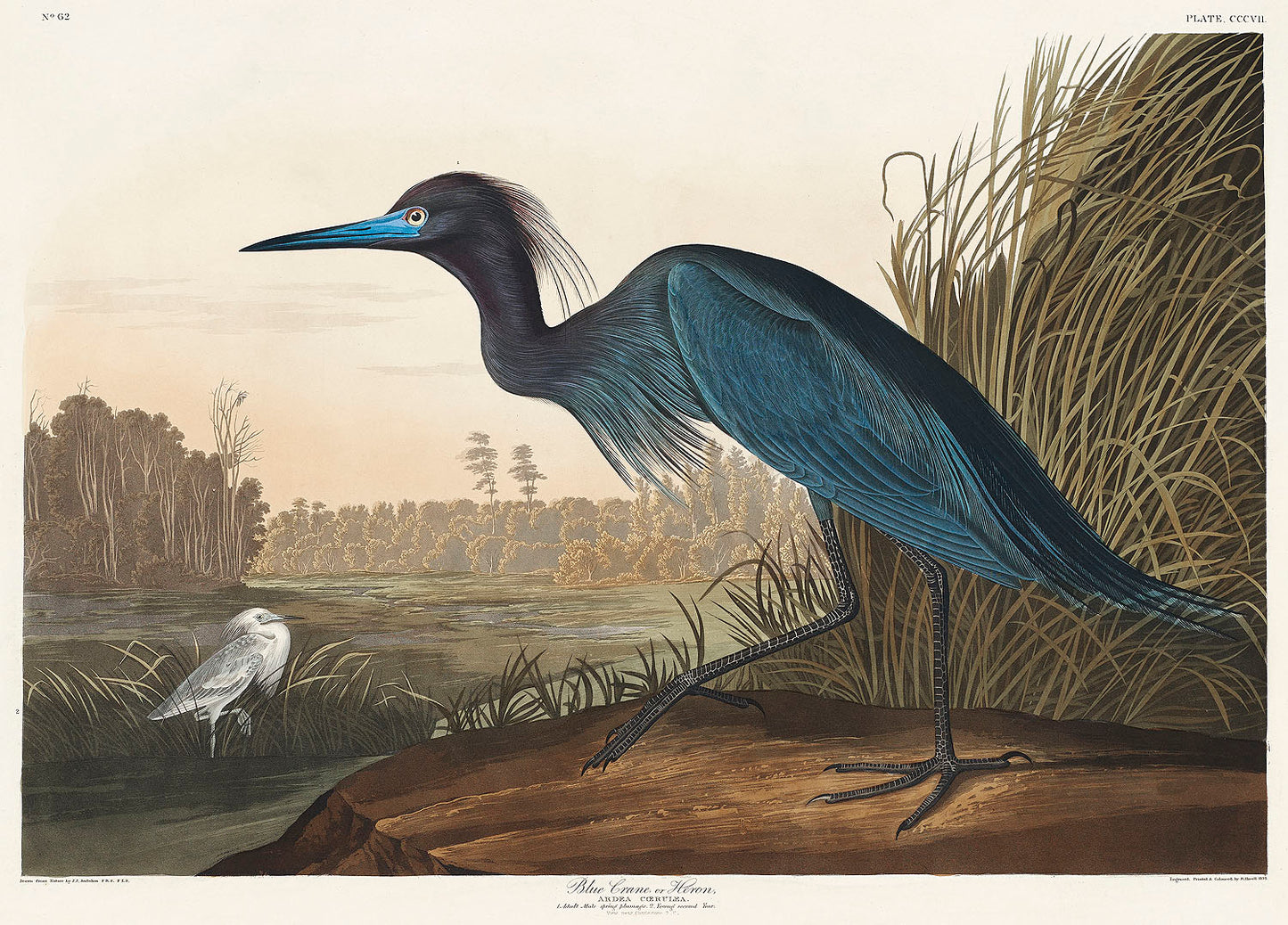 Blue Crane or Heron by John James Audubon