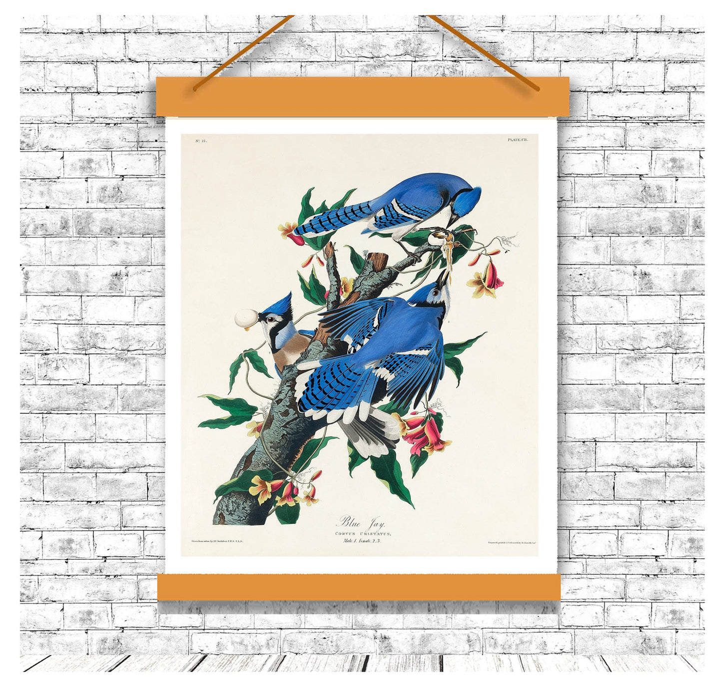 Blue Jay by John J. Audubon