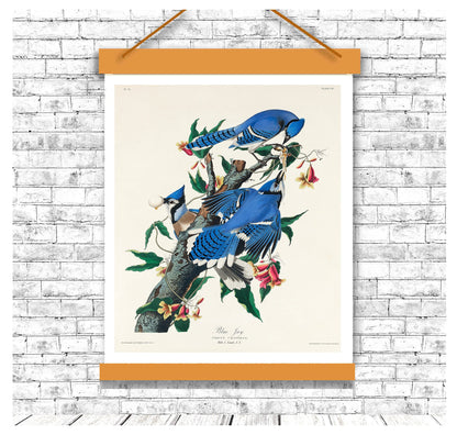 Blue Jay by John J. Audubon