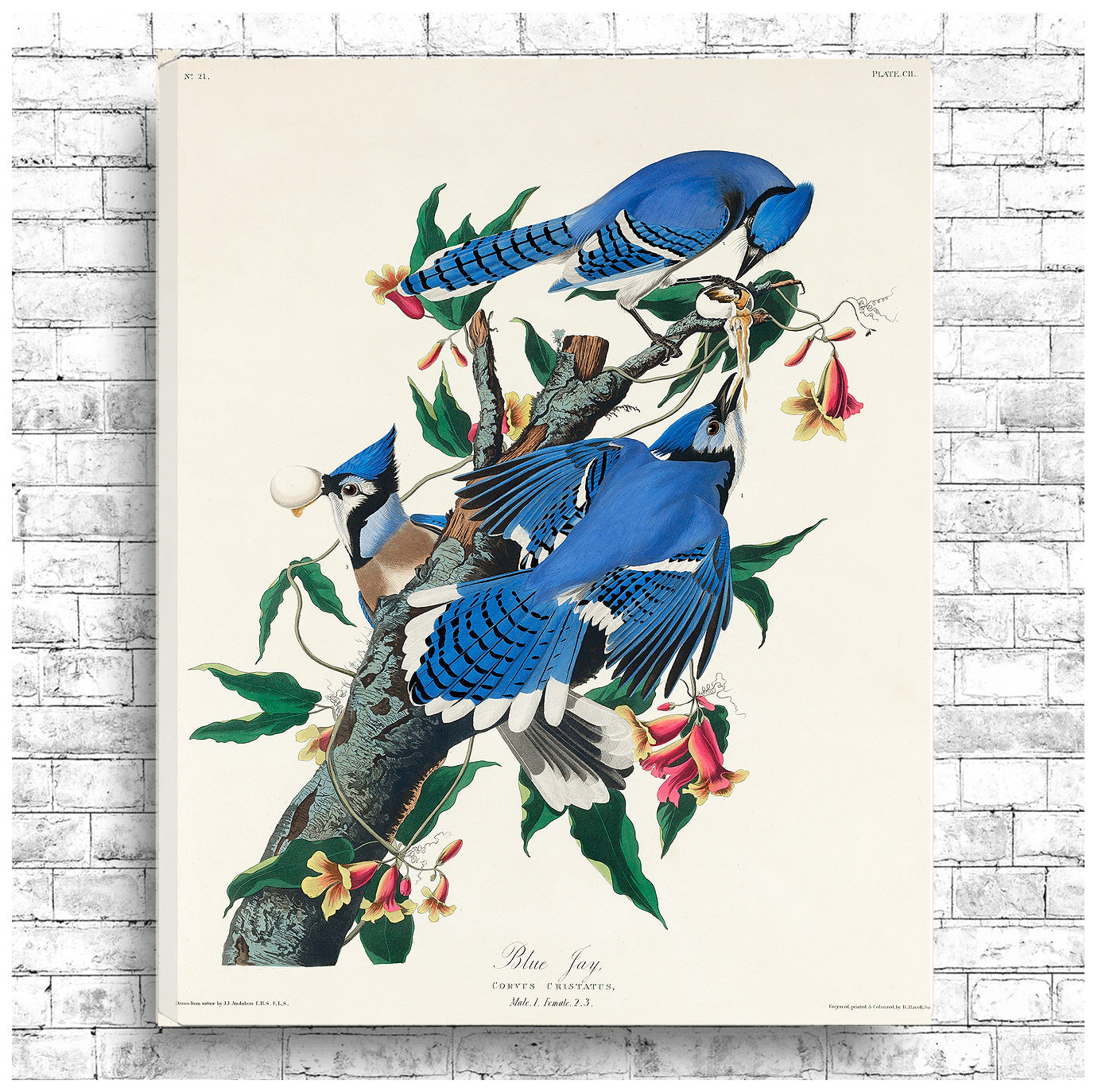 Blue Jay by John J. Audubon