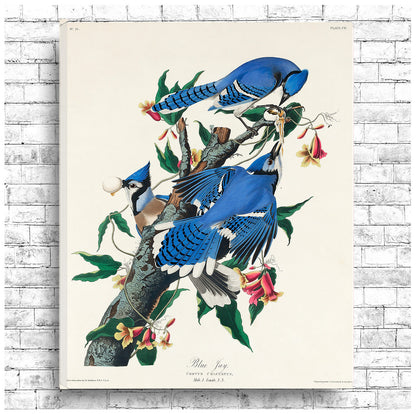 Blue Jay by John J. Audubon