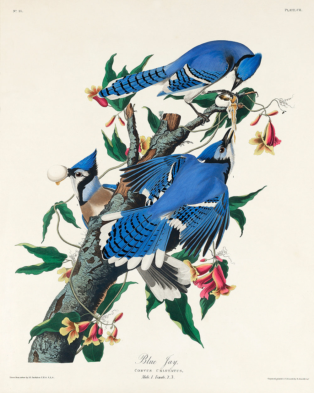 Blue Jay by John J. Audubon
