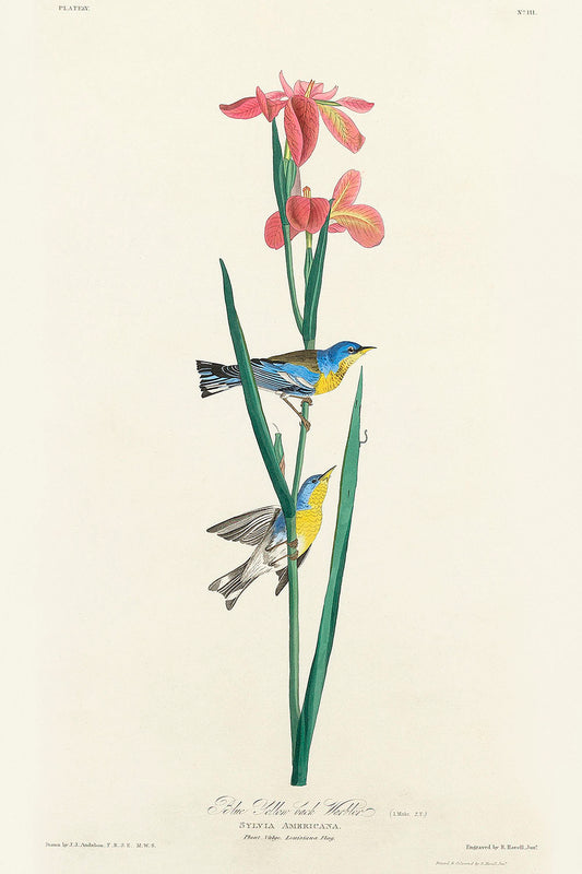 Blue Yellow back Warblerby John James Audubon