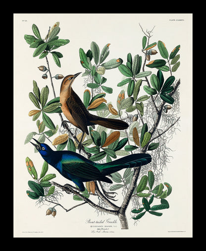 A framed print depicting two birds among tree foliage, representing the artwork 'Boat-tailed Grackle' by John J. Audubon.