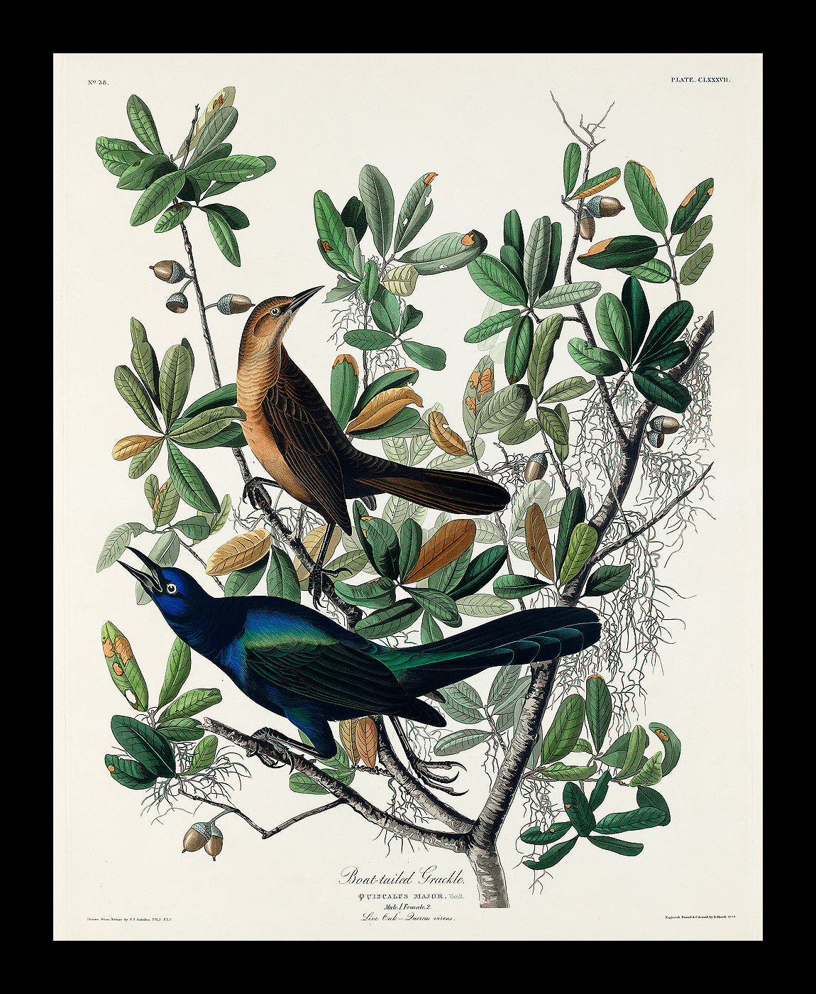 Boat-tailed Grackle by John J. Audubon
