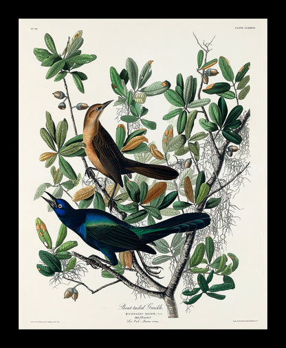 Boat-tailed Grackle by John J. Audubon