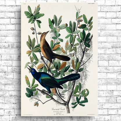 Boat-tailed Grackle by John J. Audubon