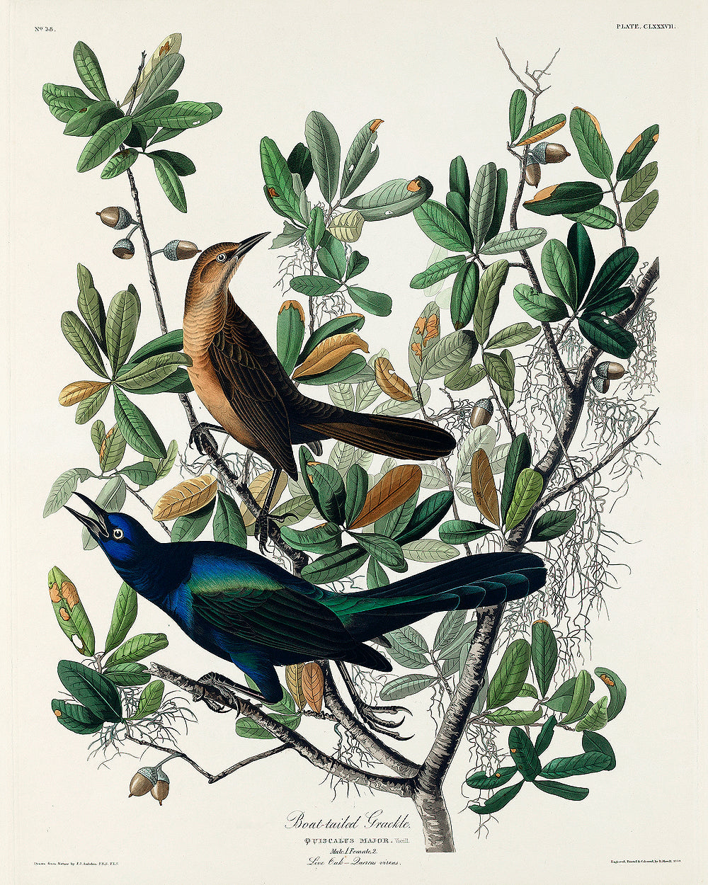 Bonapartian Gull by John J. Audubon