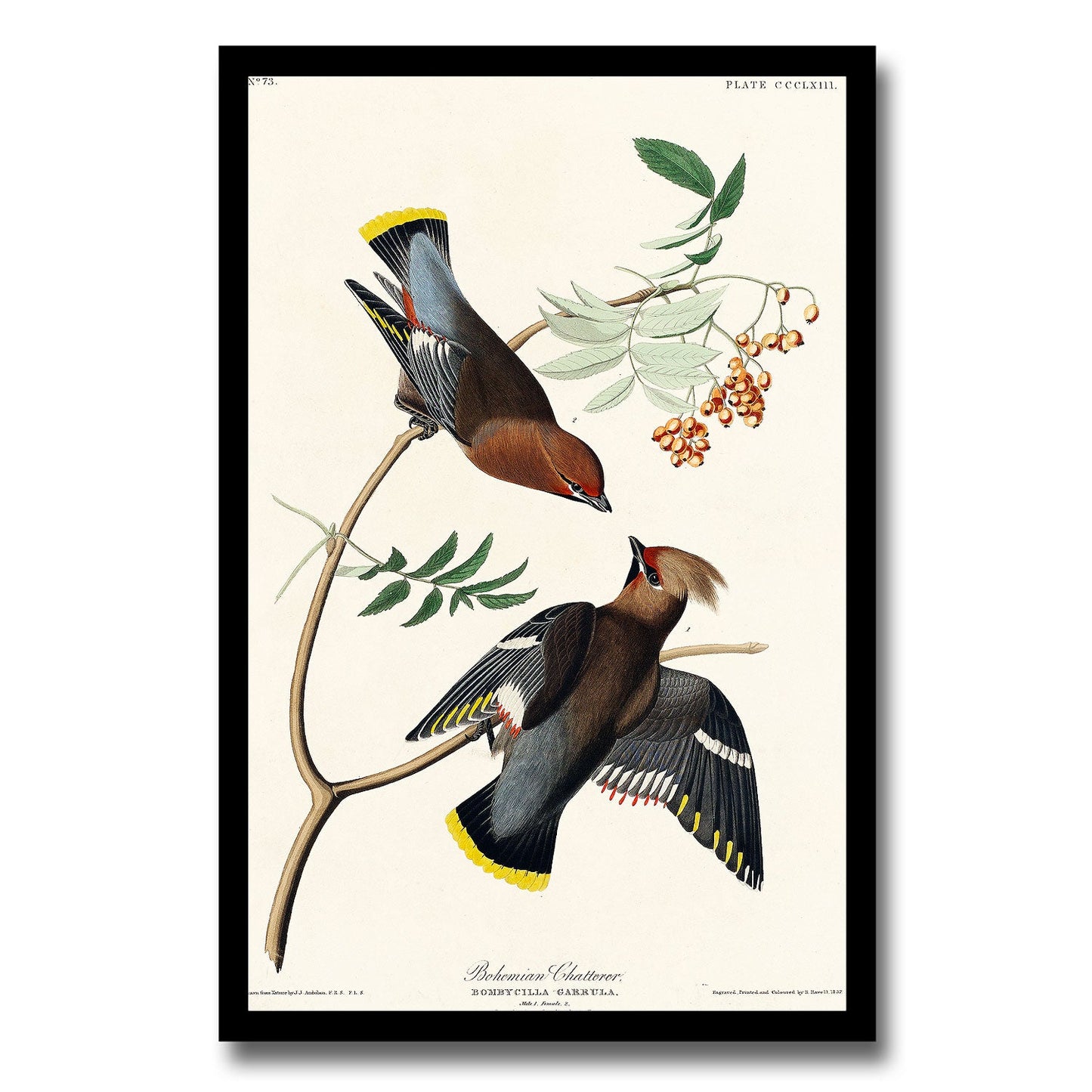 Blue-winged Yellow Warbler by John J. Audubon