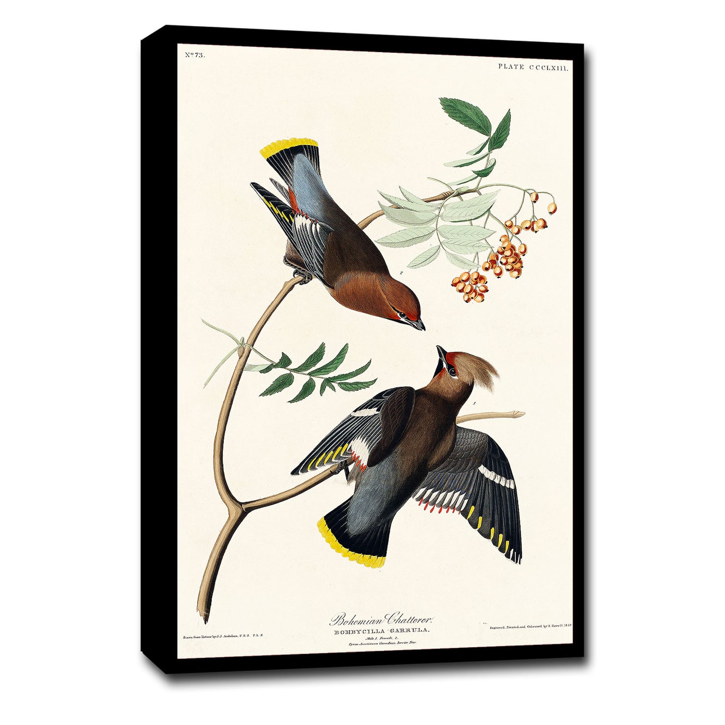 A printed art piece featuring two birds on a branch, with a white background and a black frame.