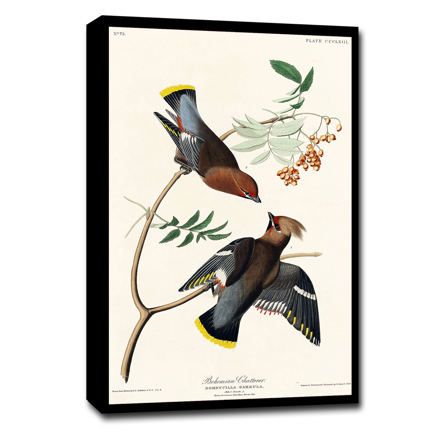 A printed art piece featuring two birds on a branch, with a white background and a black frame.