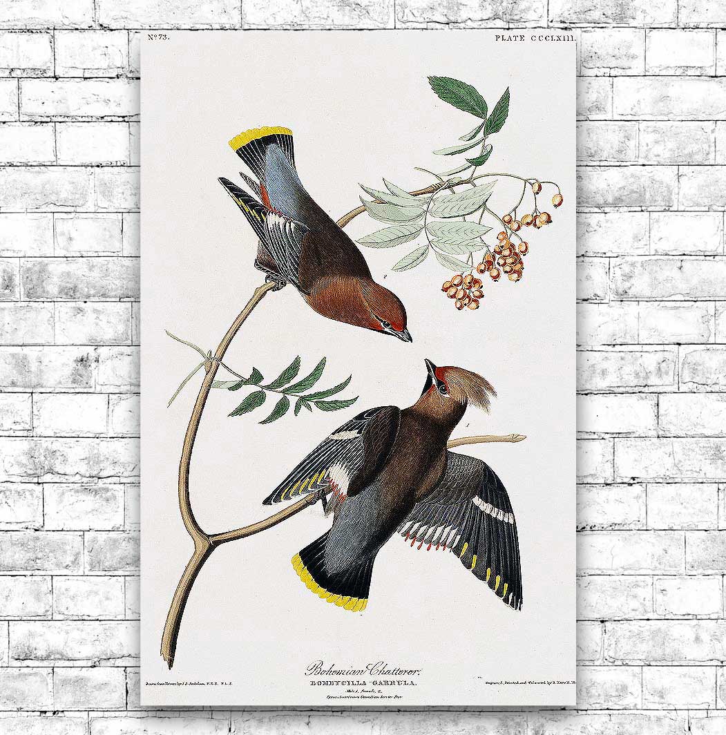 Bohemian Chatterer by John J. Audubon