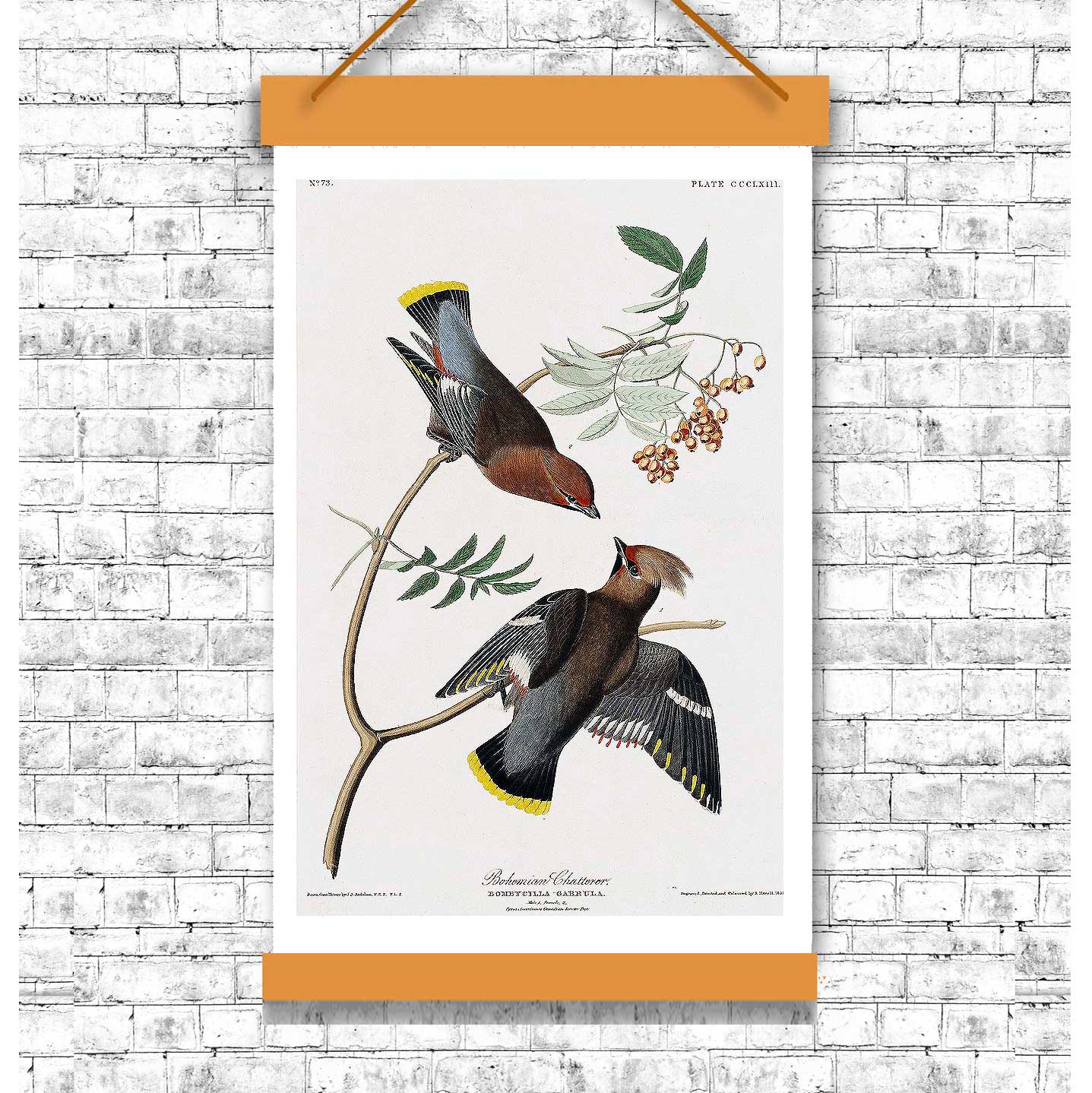 Bohemian Chatterer by John J. Audubon