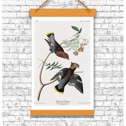 Bohemian Chatterer by John J. Audubon
