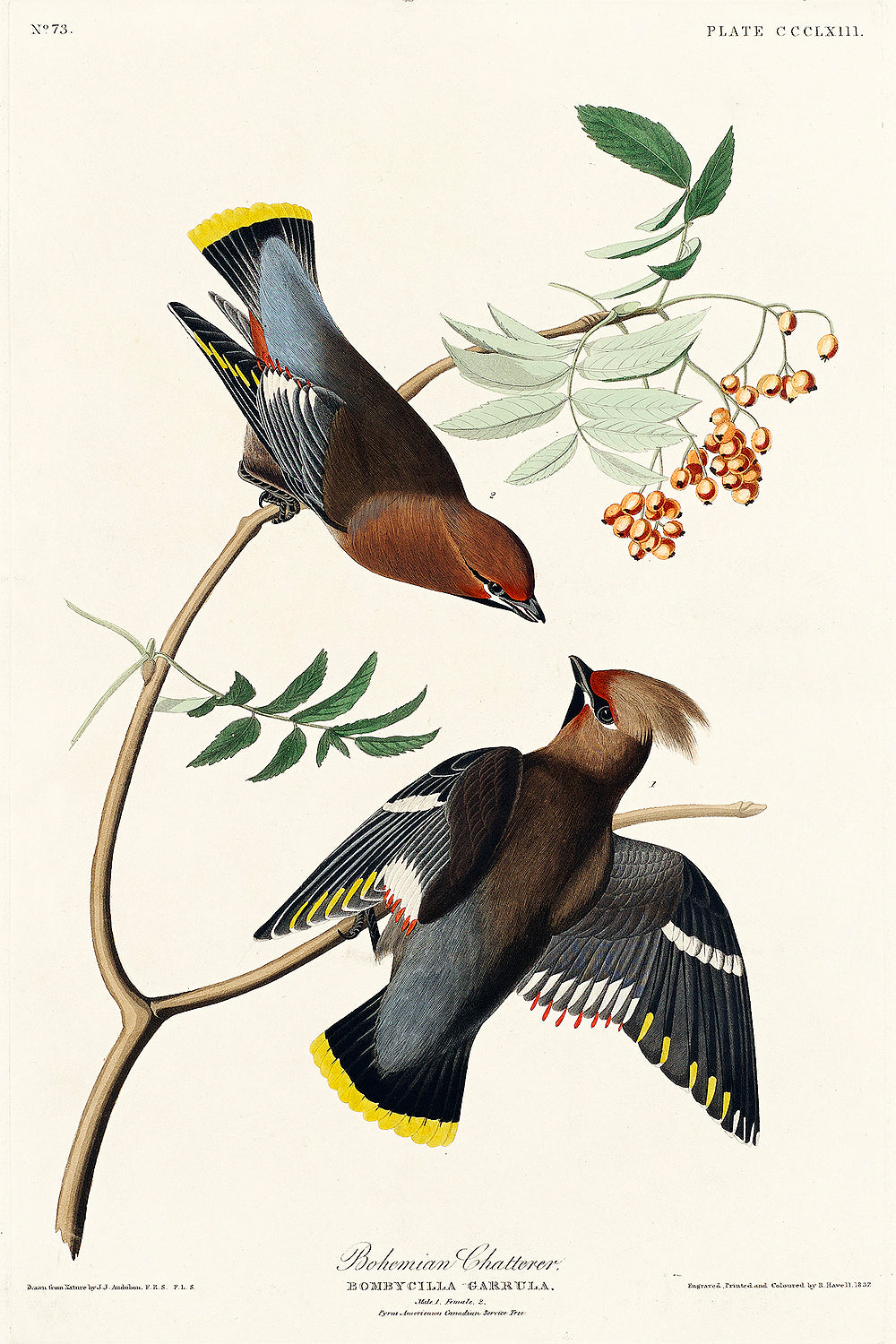 A printed art piece featuring two birds on a branch, with a white background and a black frame.