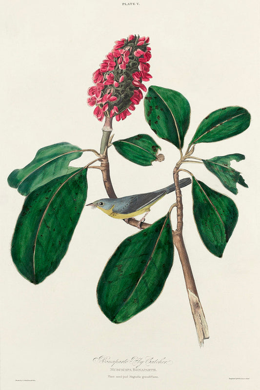 Bonaparte's Flycatcher by John James Audubon