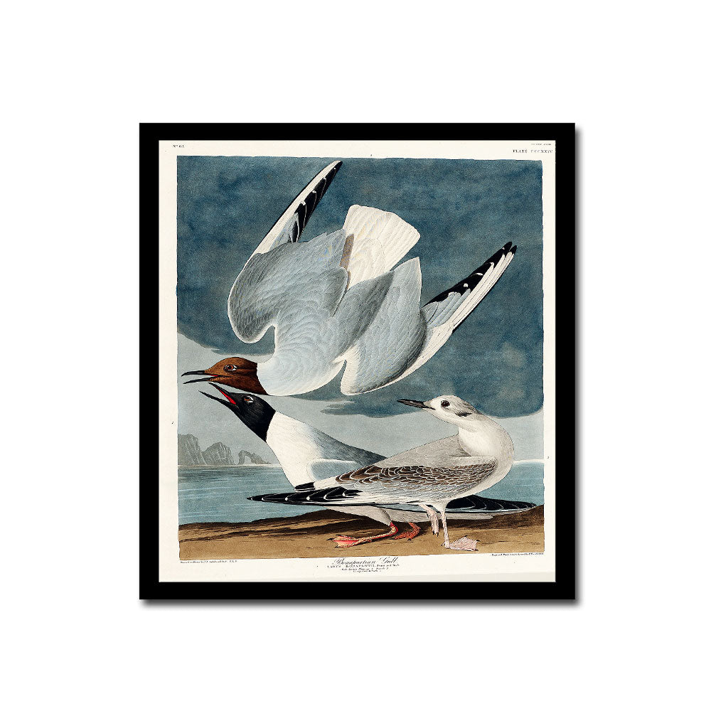 Bonapartian Gull by John J. Audubon