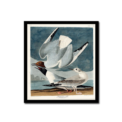 Bonapartian Gull by John J. Audubon