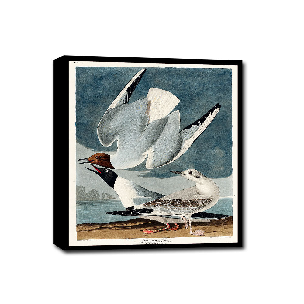 Bonapartian Gull by John J. Audubon