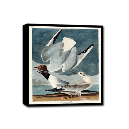 Bonapartian Gull by John J. Audubon
