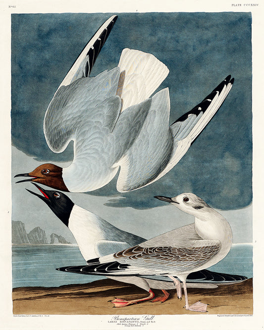 A framed print of two birds, likely gulls, with one in flight over a calm body of water.