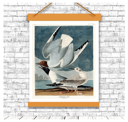 Bonapartian Gull by John J. Audubon