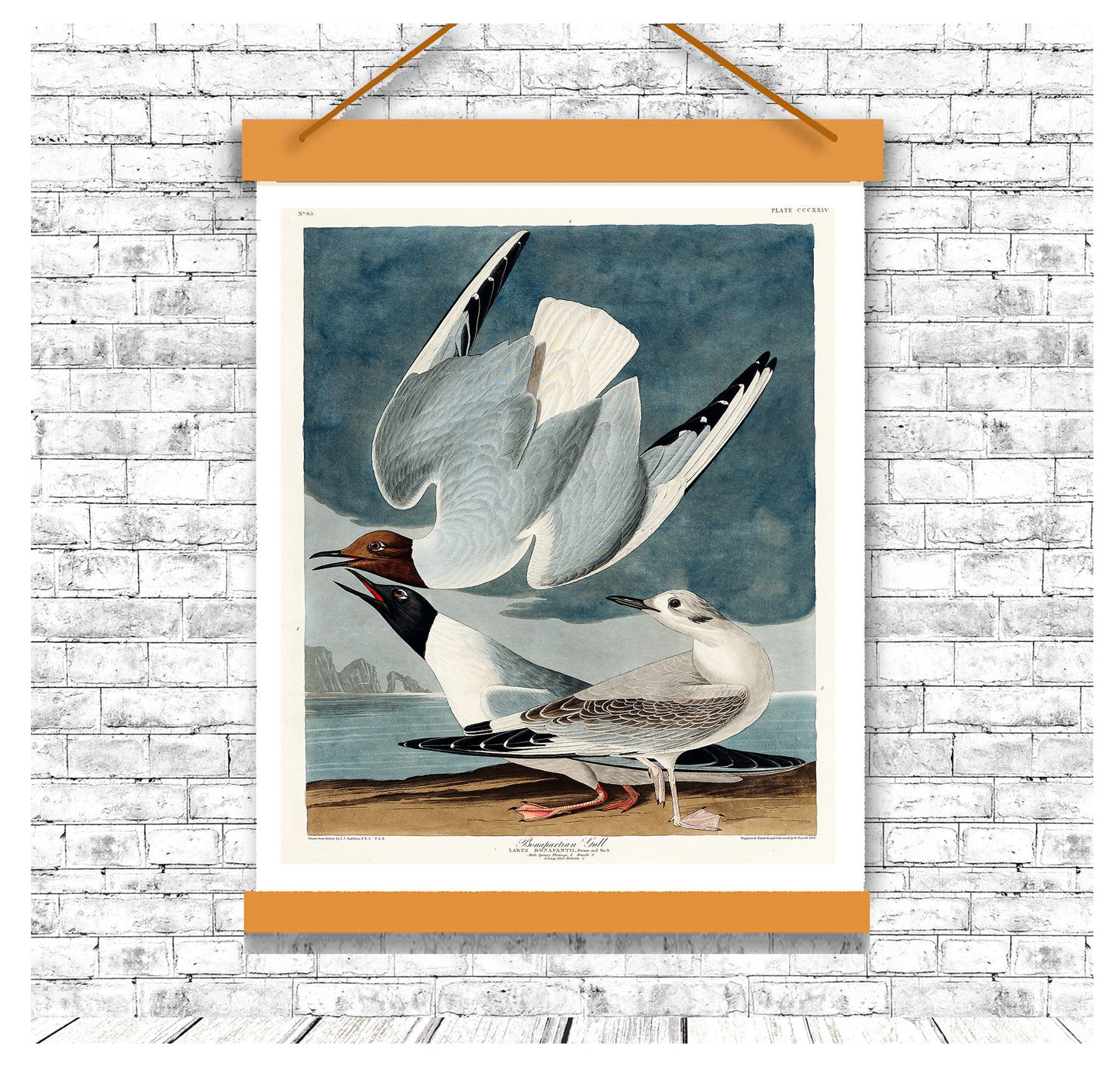 Bonapartian Gull by John J. Audubon