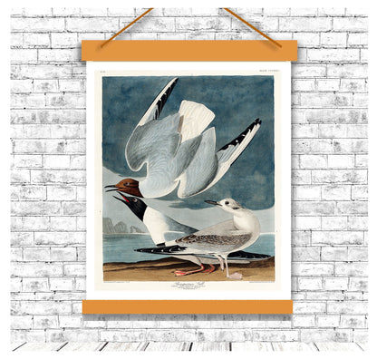 Bonapartian Gull by John J. Audubon