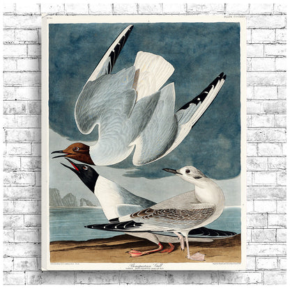 Bonapartian Gull by John J. Audubon