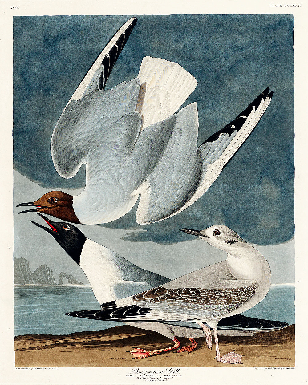 Bonapartian Gull by John J. Audubon