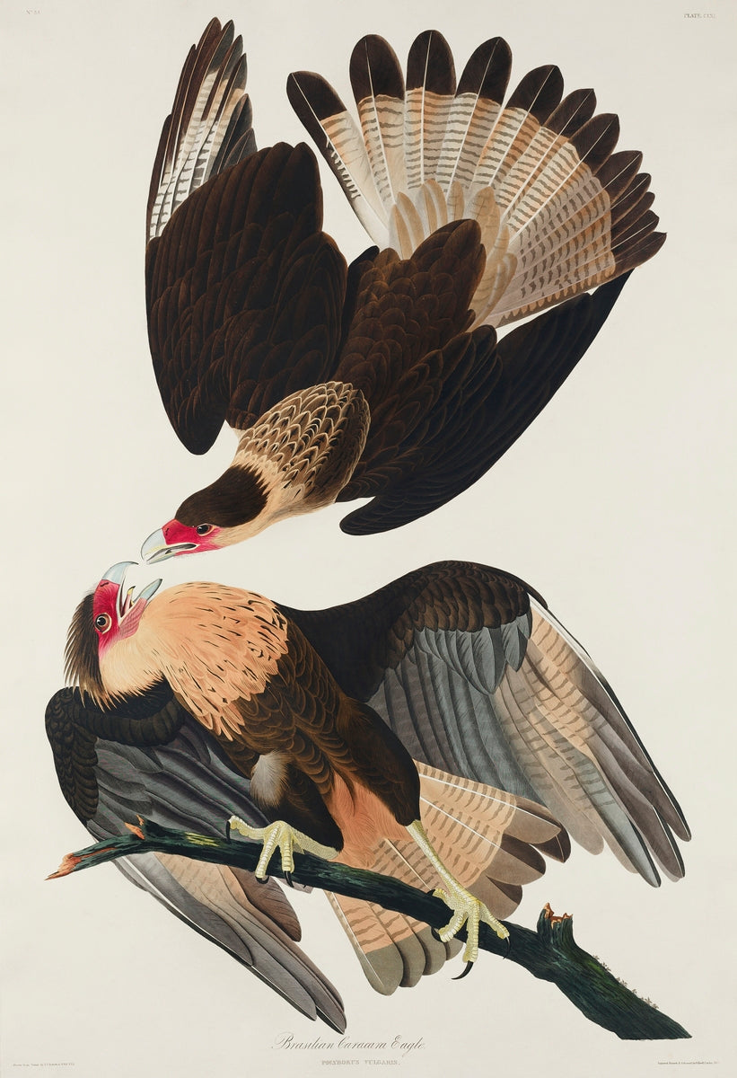 Brasilian Caracara Eagle by John James Audubon