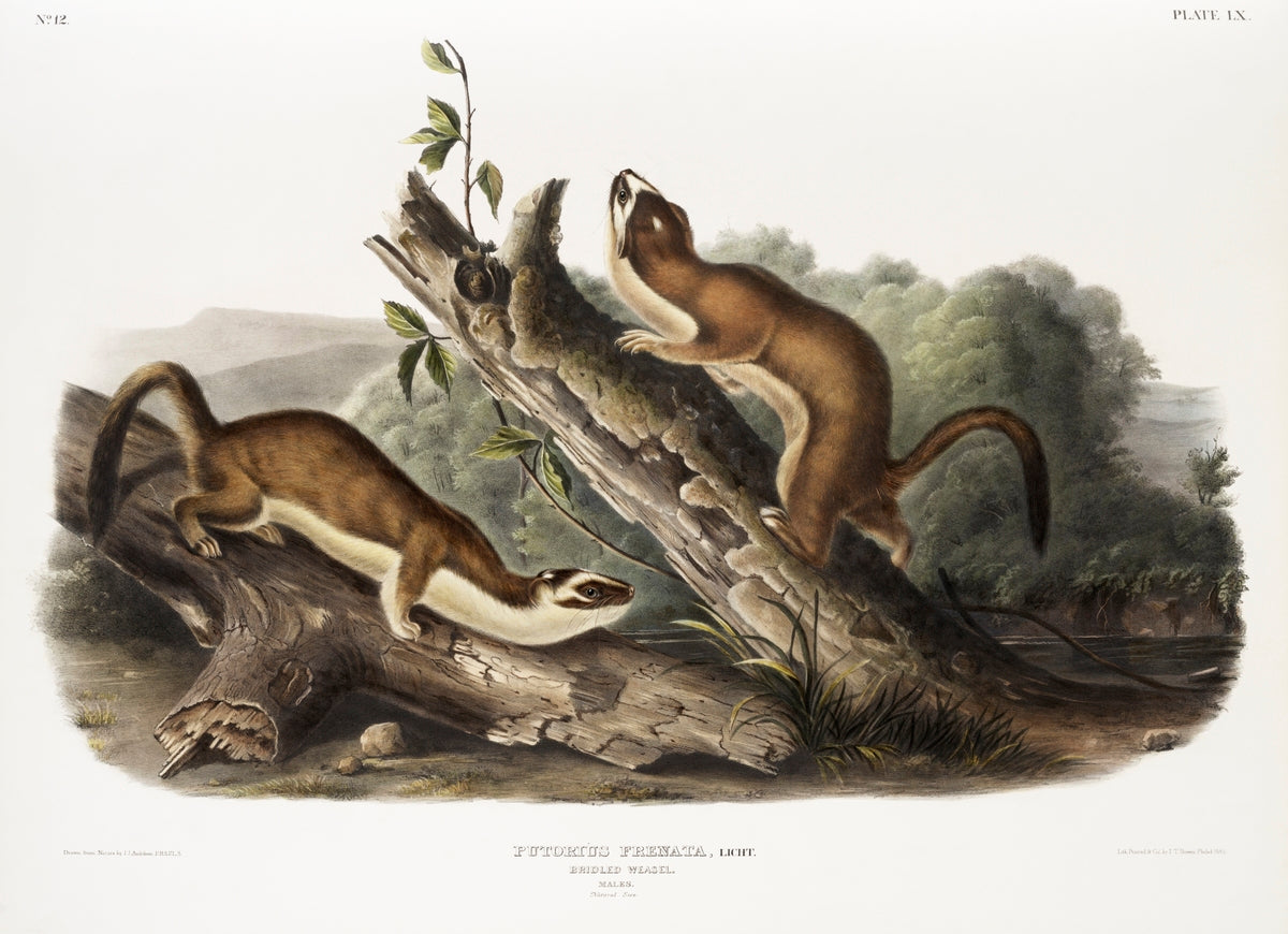 Bridled Weasel (Putorius frenata) by John James Audubon