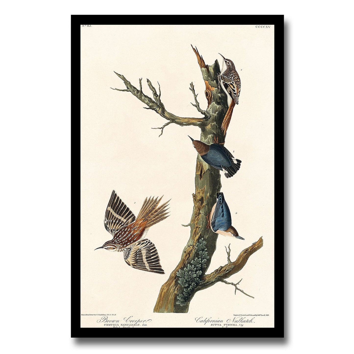 Bohemian Chatterer by John J. Audubon